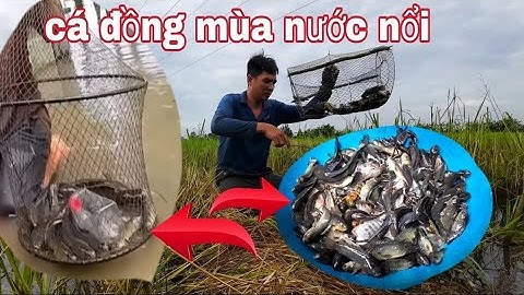 Cá rô đồng,đầu mùa nước nổi,,chạy lờ thấy ham - vũ heo