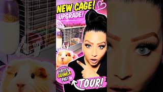 🐹 NEW Guinea Pig Cage Tour 2026! Huge Habitat Upgrade + Happy Piggies!