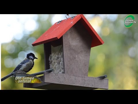 Video: Ce păsări mănâncă boabe de nandina?