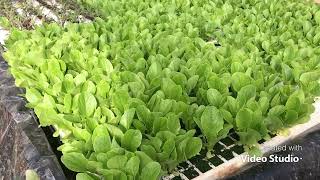 How To Grow Hydroponic Baby Greens In Diy Deep Water Culture System Dwc