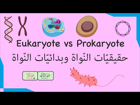 4    الفرق بين حقيقي ات الن واة و بدائي ات الن واة 