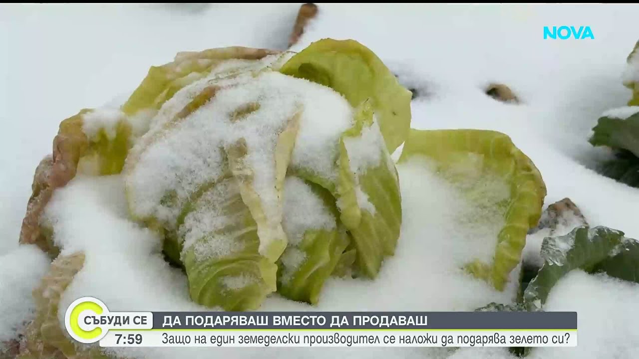 Земеделски производител от Кнежа унищожава тонове зеле заради ниски цени