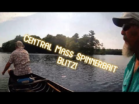 Spinnerbait Blitz in Central Mass! #bass #spinnerbait