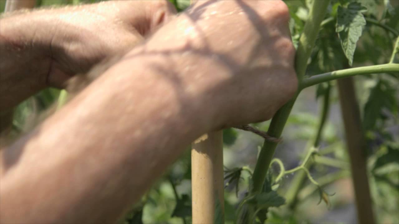 How to Ensure an Abundant Tomato Harvest - Martha Stewart