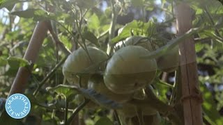 Celebrity How to Ensure an Abundant Tomato Harvest - Martha Stewart Net Worth