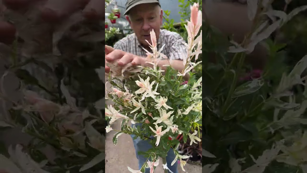 Small garden tree ,Japanese Flamingo Willow @pergolanurseries_garden_corner