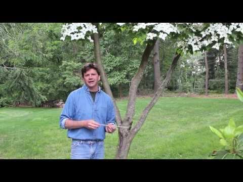 Video: Skadar det det att sätta i en skruv i ett träd?