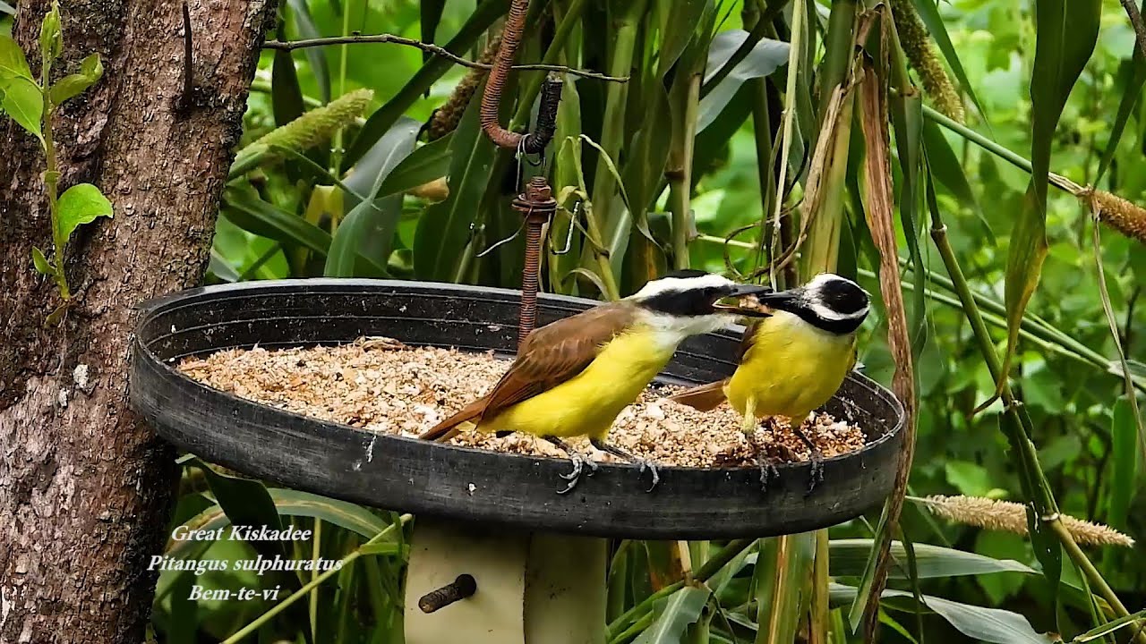 GREAT KISKADEE feeding its young chick (PITANGUS SULPHURATUS), BEM-TE-VI, Bem-te-vi-de-coroa.