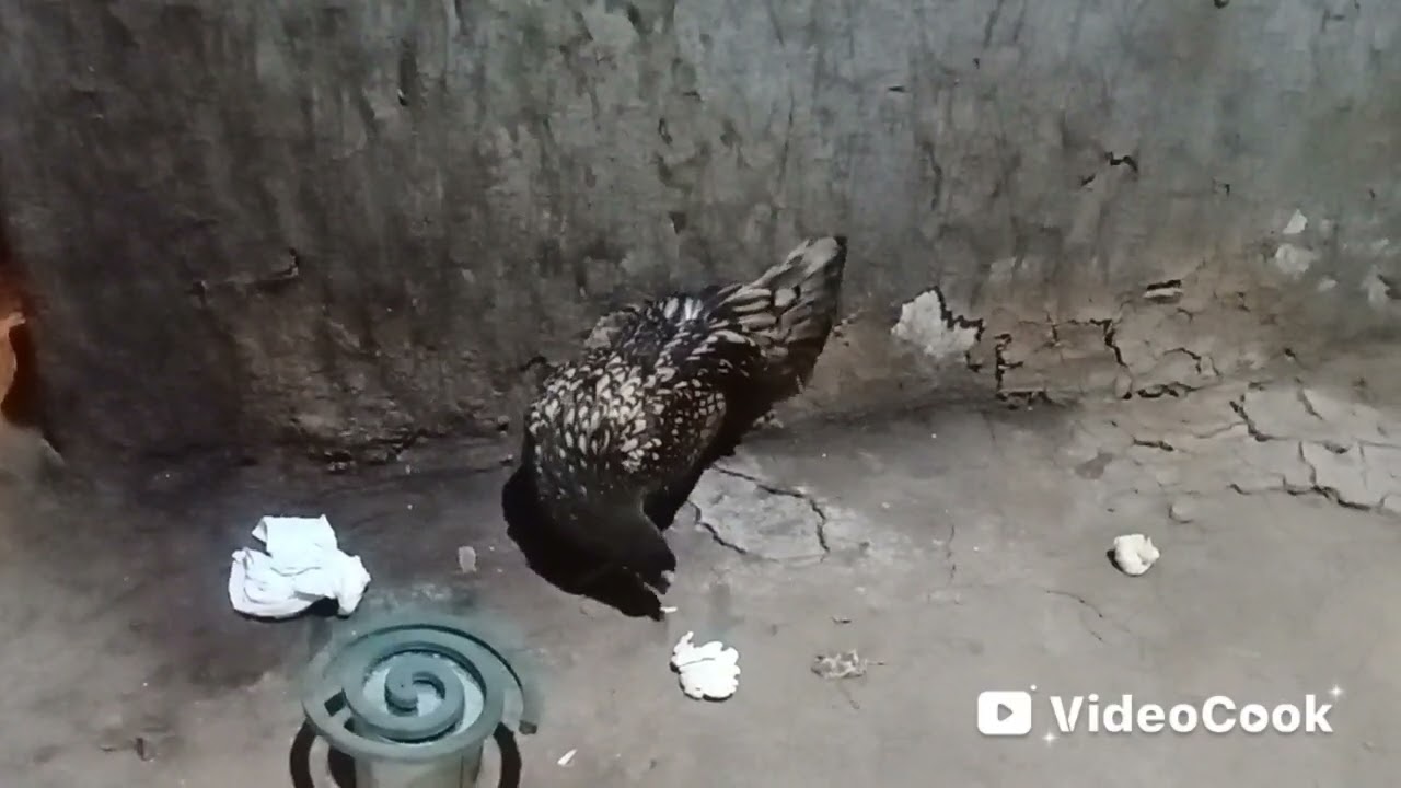 🌿গোলডেন সেফরাইড মুরগির ভয়🌿