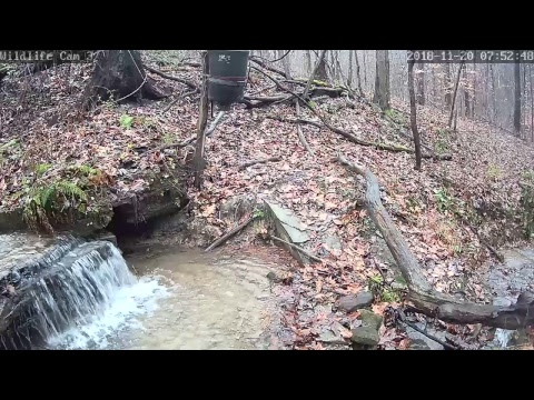 webcamera stegna Live Deer & Wildlife Webcam 3