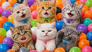 ANAK KUCING MEONG MEONG || KUCING BERKELOMPOK ||  THE MEOW-MEOW CAT SONG #cat #kitten 