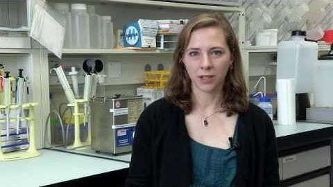 L&O: Aerobic gammaproteobacterial methanotrophs mitigate methane emissions...