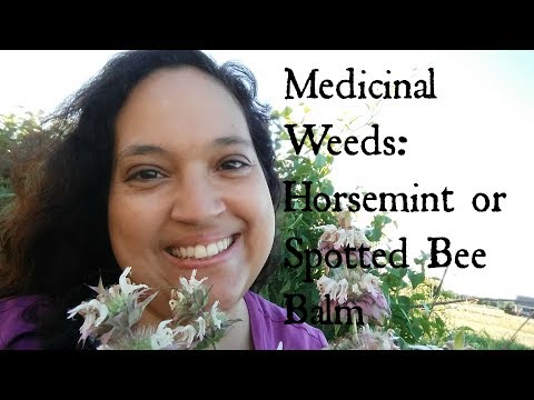Wild Herbal Medicine:  Horsemint