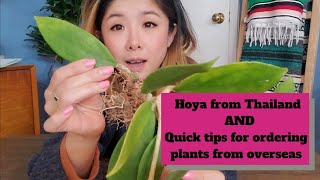 Hoya from Thailand   Quick tips on ordering plants from overseas