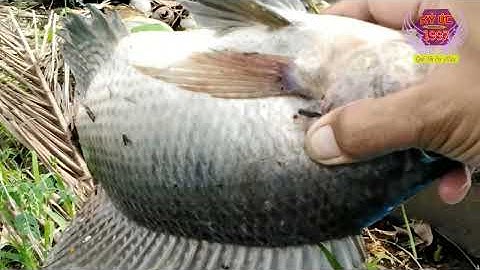 Giăng lưới dính toàn cá rô phi khủng l Throw a net full of giant tilapia