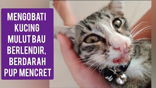 Caraku Mengobati Anak Kucing Sakit, Mulut Berliur, Bau, Berdarah Dan Pup Mencret