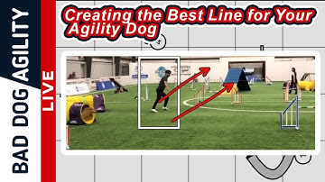 Creating the Best Line for Your Agility Dog