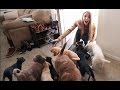 Husband Surprises Wife by Filling House With Puppies!