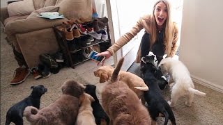 Husband Surprises Wife by Filling House With Puppies!