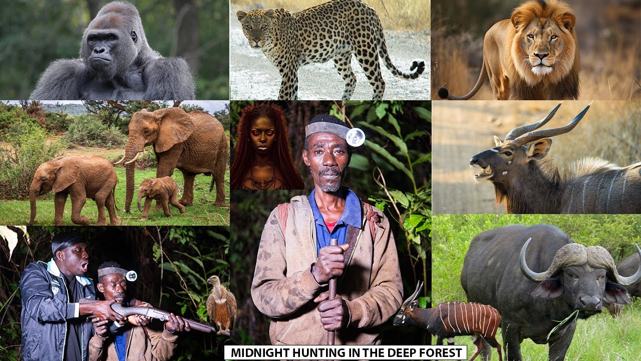 UNBELIEVABLE😓Eeii, I met SASABONSAM (Spirit) in the forest midnight. Elephant chased me in de forest