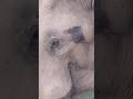 Why You Shouldn’t Approach This Elephant