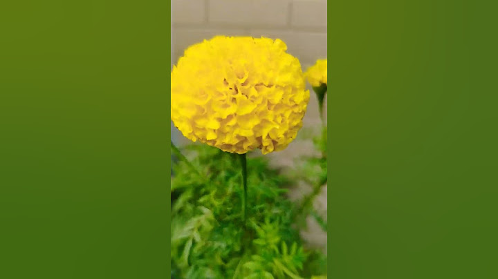 #marigold#flowers#garden#like#share# and subscribe my channel Siddhi and Sanskar#