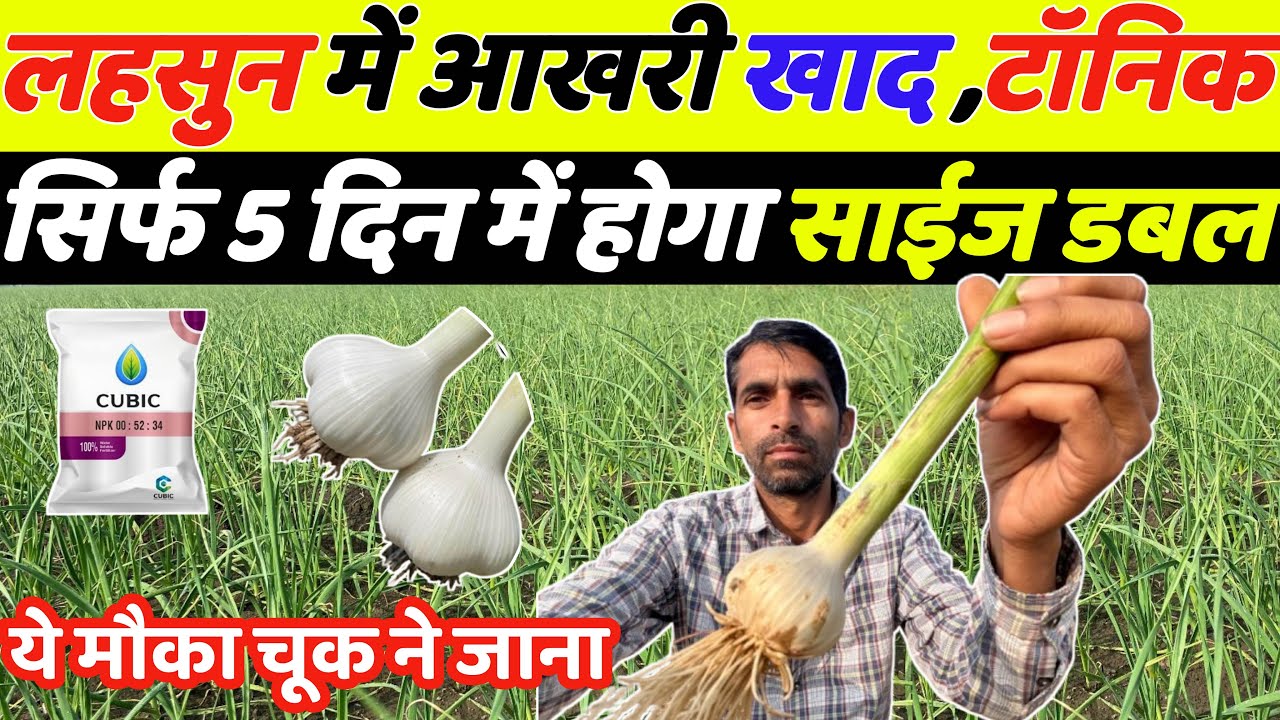लहसुन में लास्ट खाद और स्प्रे पाँच दिन में साइज डबल | Lahsun ka size kaise badhaye | Lahsun ki kheti
