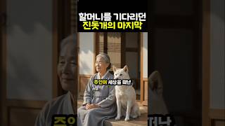 진돗개 충성심 눈물나는 일편단심