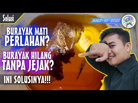 Video: Hilang Tanpa Jejak - Pandangan Alternatif