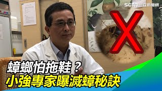 蟑螂怕拖鞋小強專家曝滅蟑秘訣　「家裡一年不見牠」三立新聞網 SETN.com