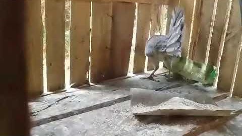 Gà rừng đột biến gen