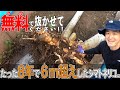 【凄まじい根の量】植え付け8年のシマトネリコはどこまで成長したのか。【抜根が楽になる新アイテム紹介】