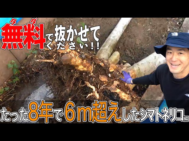 凄まじい根の量】植え付け8年のシマトネリコはどこまで成長したのか 凄まじい根の量】植え付け8年のシマトネリコはどこまで成長したのか
