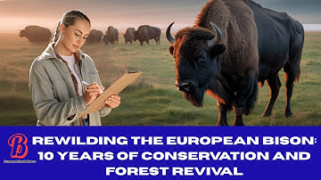 Rewilding the European Bison: 10 Years of Conservation and Forest Revival