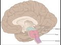 Chemocettori centrali: controllo del respiro