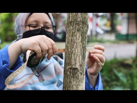 Video: Perakaunan Untuk Pengurangan Kepadatan Dan Kehilangan Struktur Dalam Pokok Mati: Implikasi Untuk Biomas Hutan Dan Anggaran Stok Karbon Di Amerika Syarikat