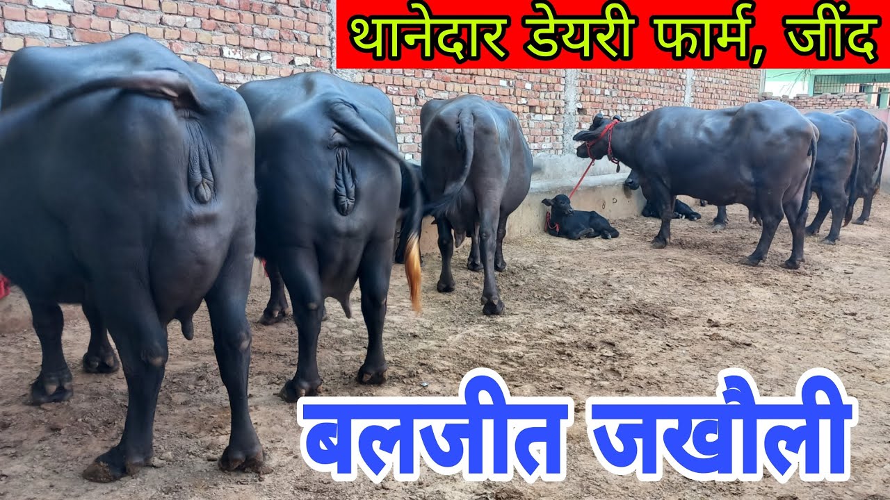 थानेदार डेयरी फार्म, जींद 👍 15 भैसे हर वक़्त बिक्री के लिए उपलब्ध || बलजीत जखौली (8100009996)
