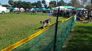 Emily Running The Lure Course At Doggie Palooza