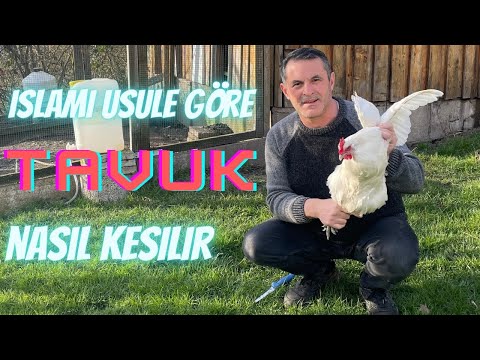 🐓Tavuk Nasıl Kesilir. 🐓Islami Usullere Göre Tavuk kesimi. 🐔🍗