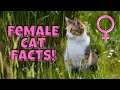 12 Fascinating Facts About Female Cats (#11 is Beautiful)