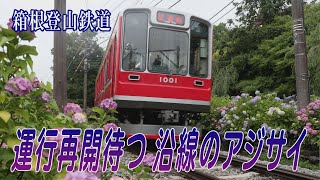 運行再開待つ　沿線のアジサイ　箱根登山鉄道