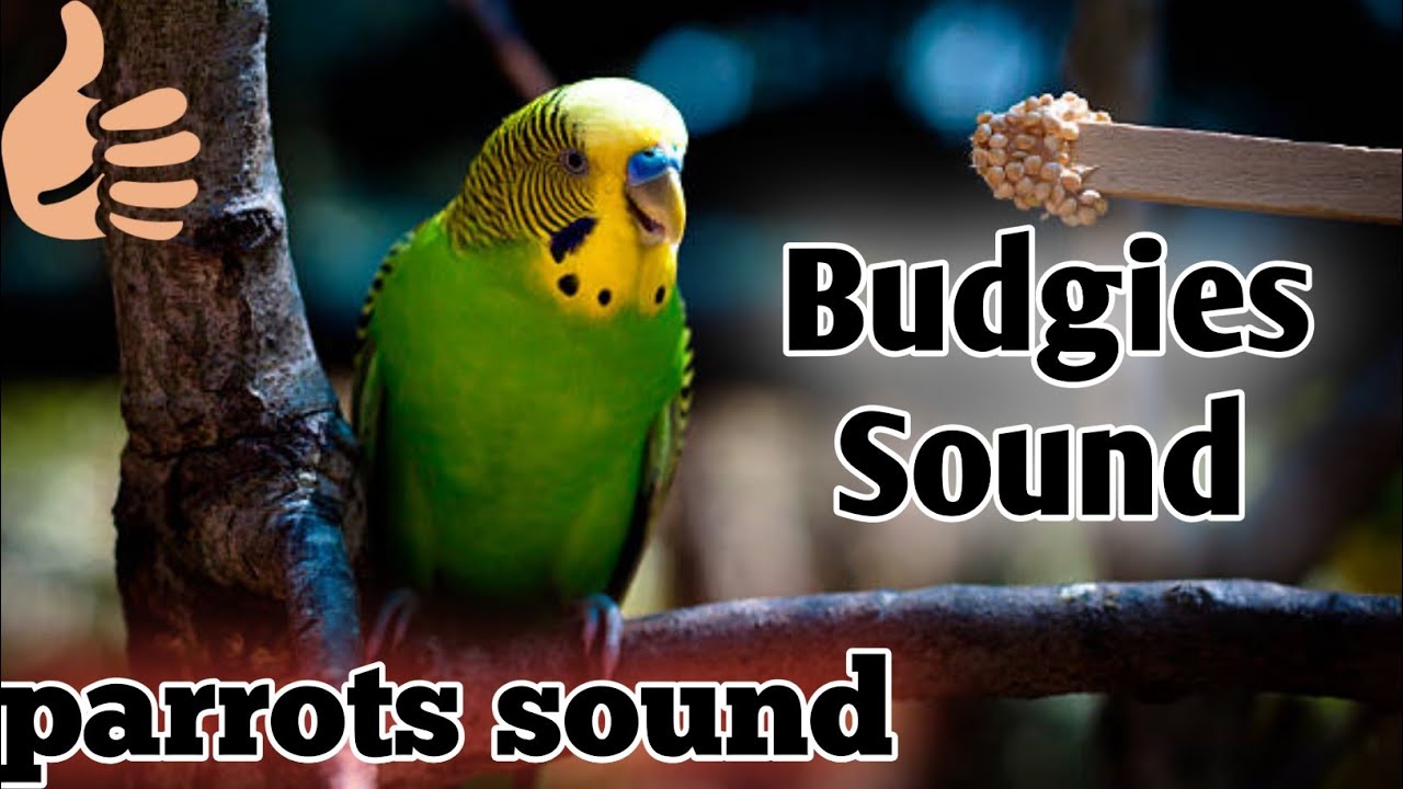 Australian Parrot Sound | Budgies Singing | Budgies - YouTube