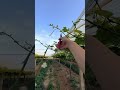 grapes vine pruning(it's necessary to remove top branches) #satisfying #pruning#shortvideo