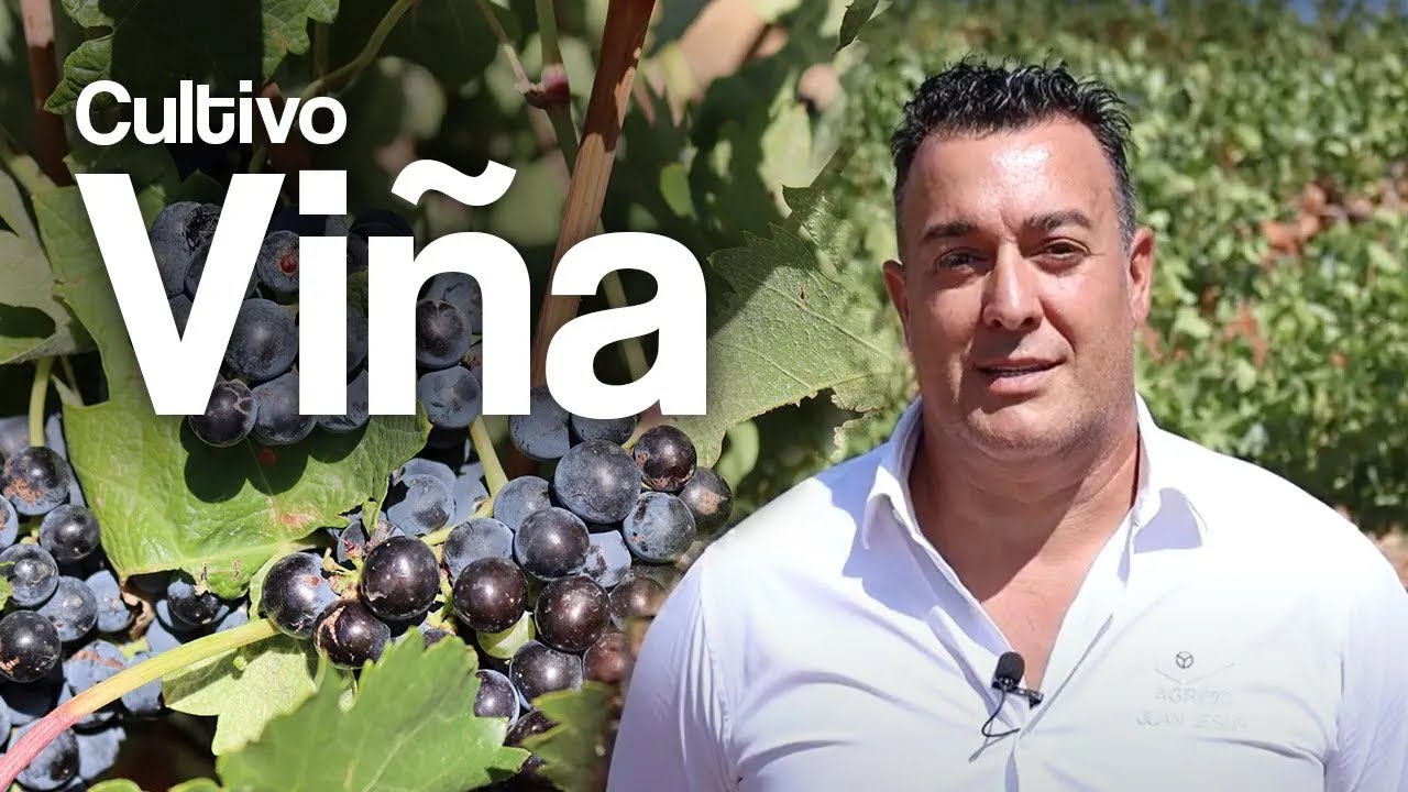 ¿Cómo mejorar la maduración de la uva? | Recomendaciones AGRI nova Science.