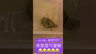 小可愛小烏龜🐢  減肥啟動 一天一顆