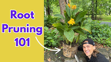 ROOT PRUNING Tutorial - How to Do it Correctly & Why it is Beneficial