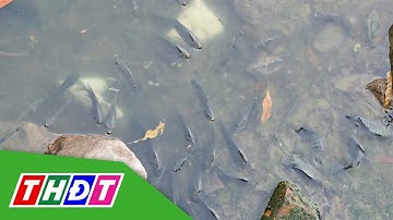 Nước trong xanh, cá tôm trở lại sông Tô Lịch khiến người dân hào hứng | THDT