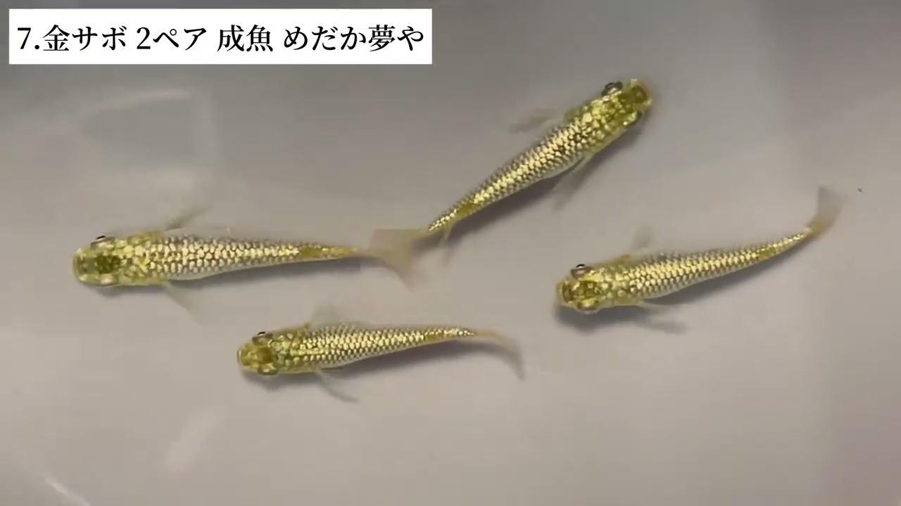 めだか夢や】11/24 19時からYouTubeライブオークション！出品