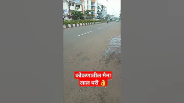ल ल पर Msrto Mstclovers Lolpari Bus Busdriiver Msrtcbus Shudbambhujbal Mara Short Video 
