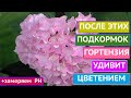 КАК ДОБИТЬСЯ РОСКОШНОГО ЦВЕТЕНИЯ ГОРТЕНЗИЙ+БОНУС!!